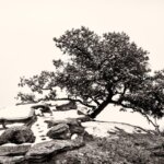 tree on cliff canyonlands national park