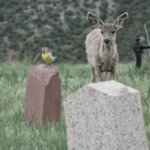 Photo workshop red rocks cemetery