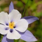 Columbine Flower