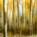 Rocky Mountain Fall colors tours