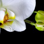 Floral Photography Workshop in Denver