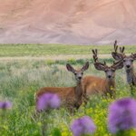 Photo Tours Great Sand Dunes National Park