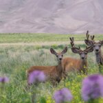 Wildlife photography at Great Sand Dunes NP