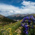 Wildflower photo workshops jones pass