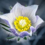 Floral Photography Workshops in Denver