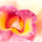 Flower Photography Workshops