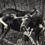 Wild Life Photo Tours in Rocky Mountain National Park