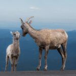 Wildlife photo tours in the Rocky Mountains