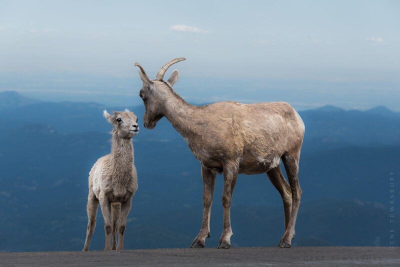 Mount Evans, Colorado