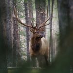 Rocky Mountain National Park Photo Workshops
