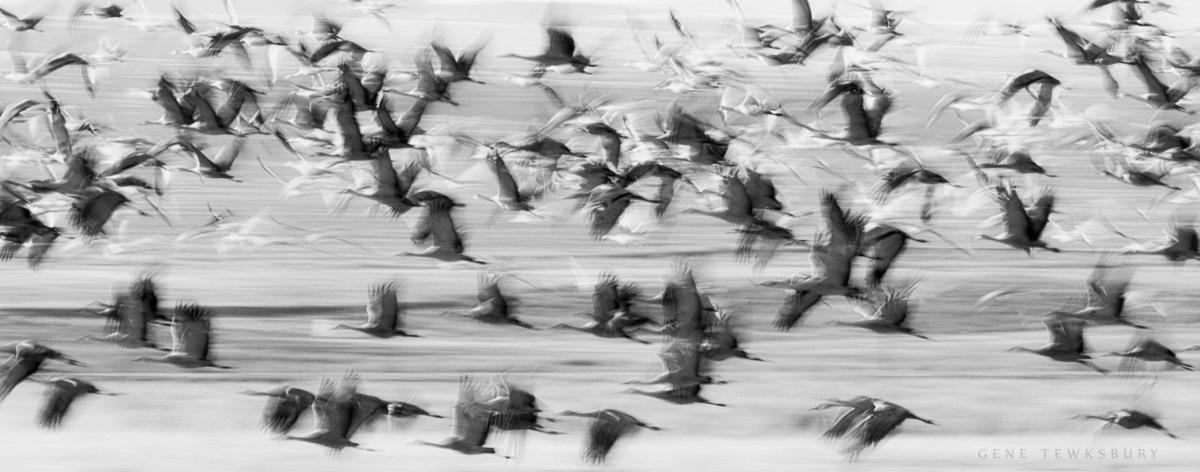 Sandhill Crane Migration Workshop