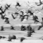 Sandhill Crane Migration - Photo Tours