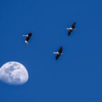 Sandhill Crane Migration - Photography Tours-2