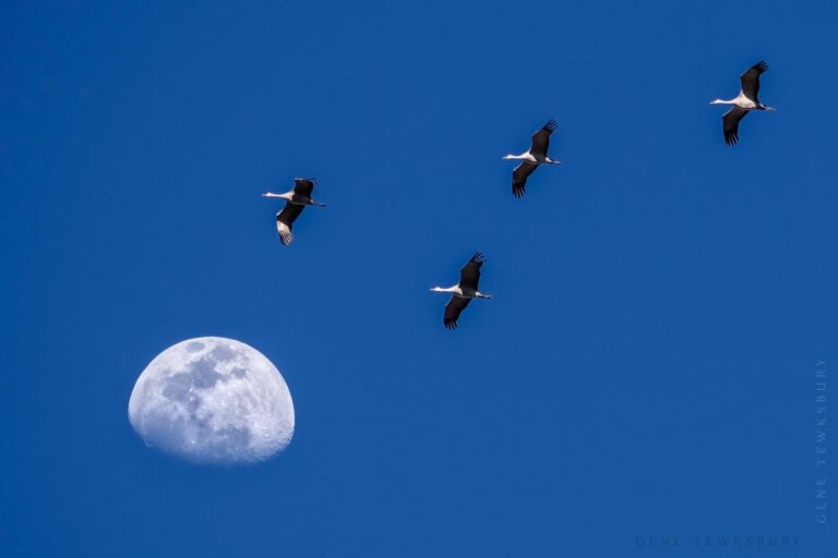 Sandhill Crane Migration - Photography Tours-2