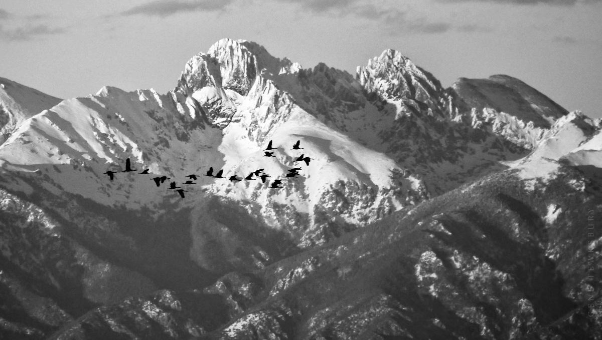 Sandhill Crane Migration Workshop