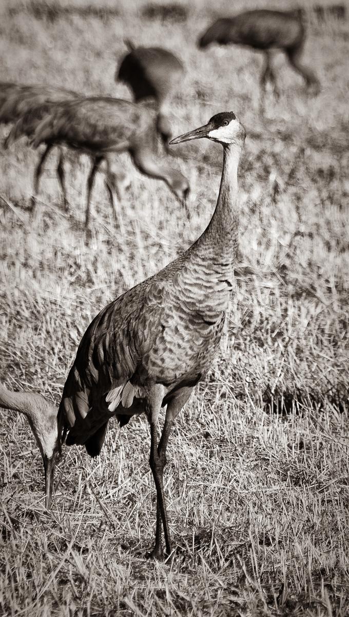 Sandhill Crane Migration Workshop