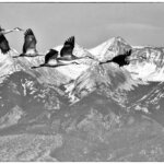 Sandhill Cranes in Colorado photography workshop