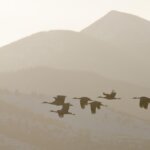 Alamosa Sandhill Crane migration photo workshop