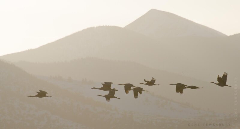 Alamosa Sandhill Crane migration photo workshop