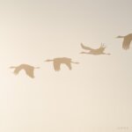 Sandhill Crane Migration - Alamosa photography tours