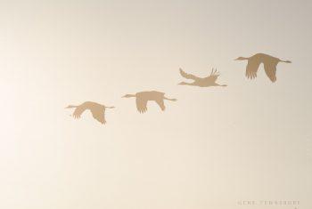 Sandhill Crane Migration - Alamosa photography tours