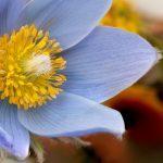 Wild Flower Macro Photography Workshops