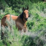 Photography Tours - Little book cliffs wild horses