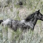 Rocky Mountain wild horses photography workshops