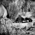 Little Book Cliffs Wild Horse Sanctuary - photo workshop