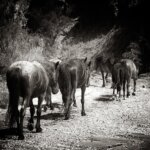 Wild Horse Photography Tours Colorado