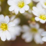 Rocky Mountain Alpine Flowers - Colorado Tours