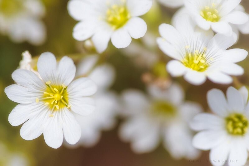 Rocky Mountain Alpine Flowers - Colorado Tours