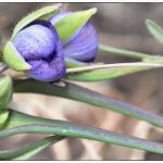 Rocky Mountains Wildflower workshops