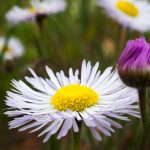 Colorado Wildflower Photo Tours