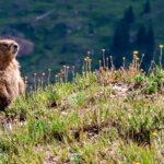 Wildlife Tours near Telluride Colorado