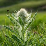 Rocky Mountain Jeep Tours - Ouray Colorado