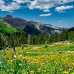 Wildflower photography tours - Imogene Pass Colorado