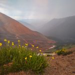 Wildflowers on Webster Pass - Jeep Tours