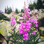 Wildflowers on Red Cone Pass - Jeep Tours