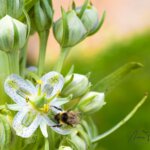 Alpine flower photo tours Colorado