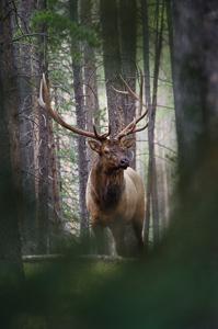 Photography composition Rule of framing - elk
