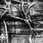 Ta Prohm Temple slowly letting the forest take over.