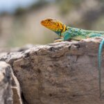 Wildlife round in Rattlesnake Canyon Colorado