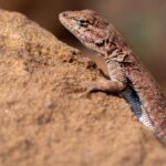 Desert Lizard