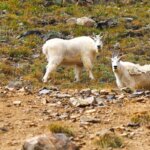 Radical Hill Photo tours Colorado Rocky Mountains