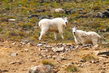 Radical Hill Photo tours Colorado Rocky Mountains