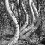 Aspen Gold Fall color photo tours