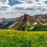 alpine wild flowers - photo tours San Juan Mountains