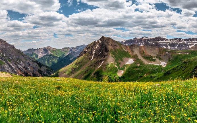 alpine wild flowers - photo tours San Juan Mountains