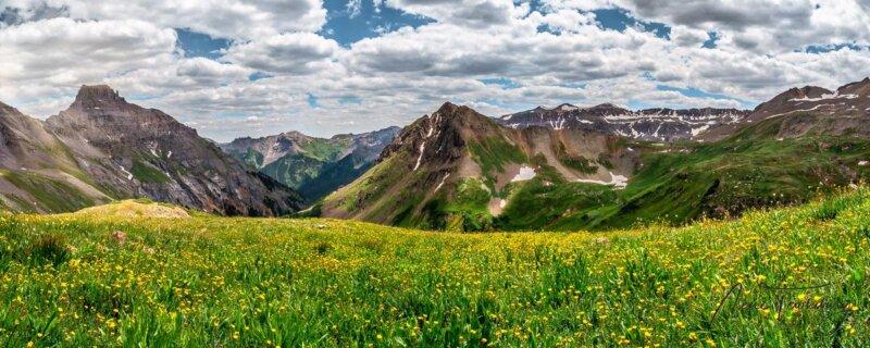 alpine wild flowers - photo tours San Juan Mountains